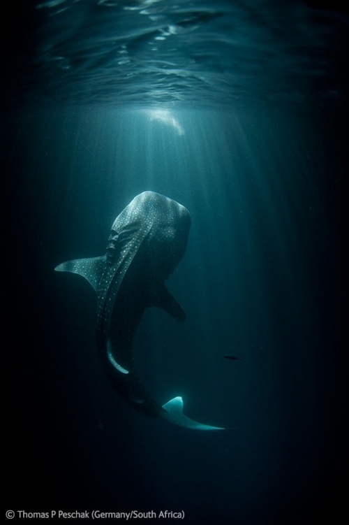 Wildlife Photographer of the Year 2012 #wildlife #photography #nature