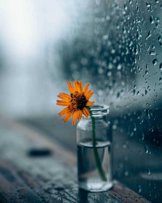 Stunning raindrops and the flower by Sarvesh Chaudhari