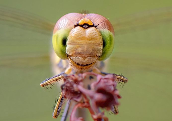 #macro_perfection: Macro Wildlife Photography by Franka Slothouber
