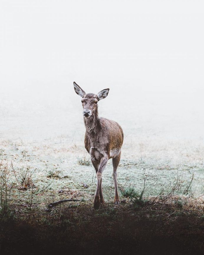 #folkscenery: Adorable Animal Portrait Photography by Douglas Fir