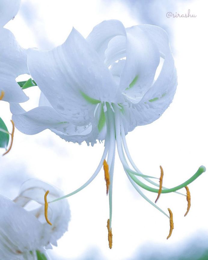 Beautiful Flowers Photography by Miyagawa Sirashu