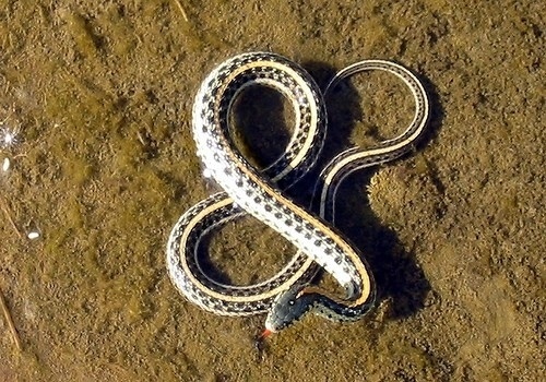 jFCeL.jpg (500×350) #ampersand #typography #photography #snake