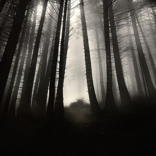 find me, photography by Ebru Sidar #forest #foog