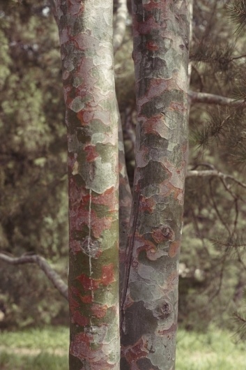 M O O D #photography #pattern #art #nature