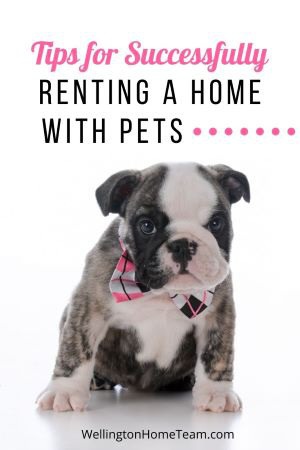 Pet-Friendly Rentals in Wellington - Tips for Successfully Renting a Home with Pets