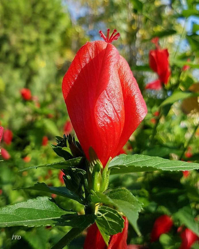 Malvaviscus Flower Picture