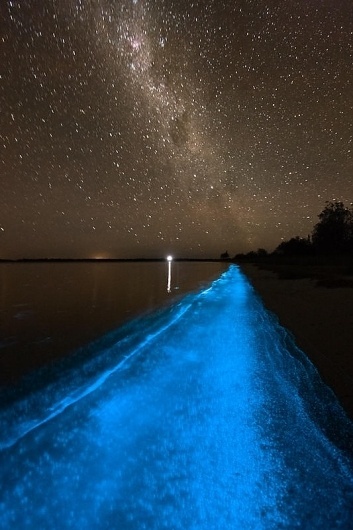 Bioluminescence | Phil Hart #biolumes