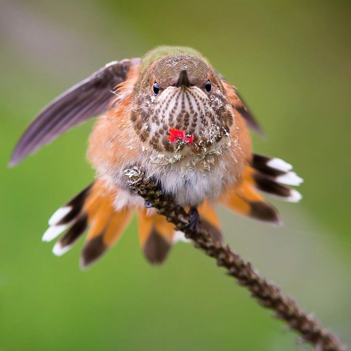 Female Rufous Hummingbird