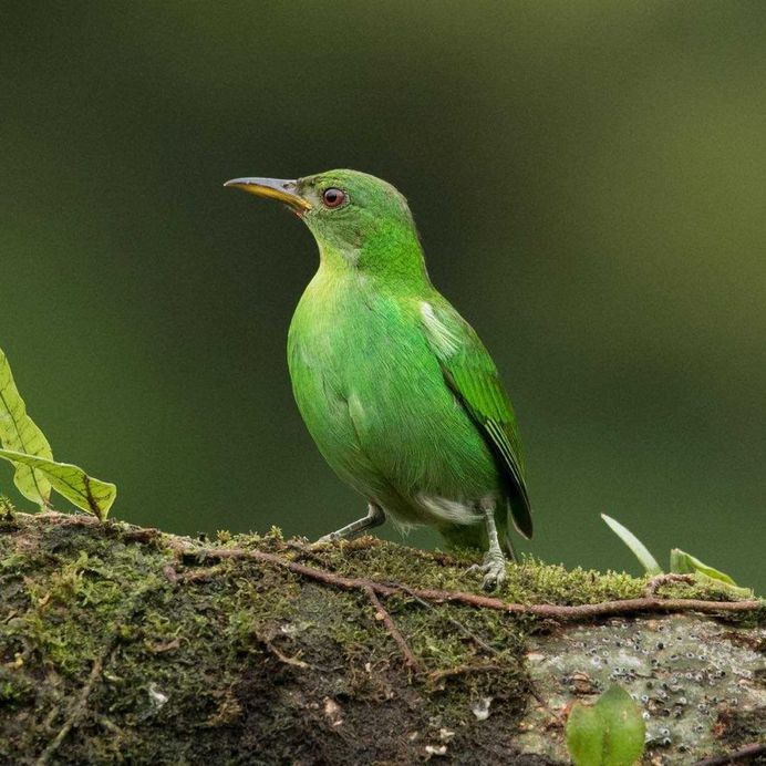 #bestbirds: Beautiful Bird Photography by Alejandra Perez