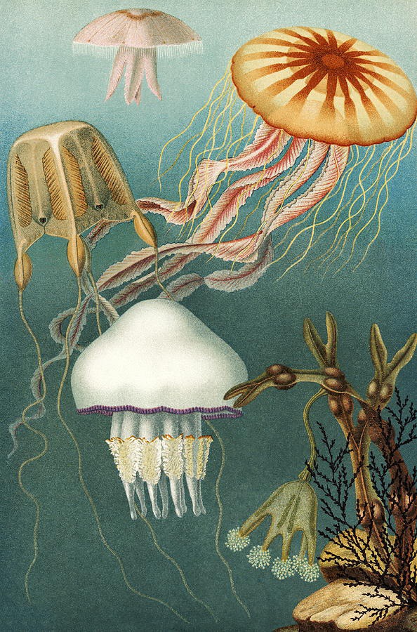 easy jellyfish painting & jellyfish paint by numbers #painting