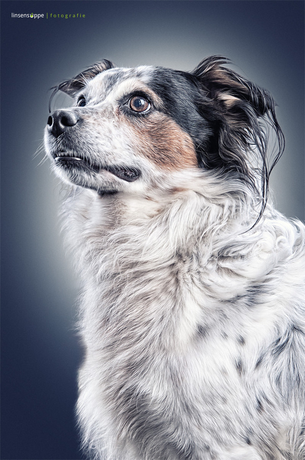 Elegant Dog Portraits Photography by Daniel Sadlowski #Animals #dogs #photography #cuteDog