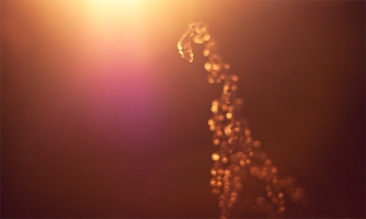 Bernat's Showcase #photography #macro #bokeh