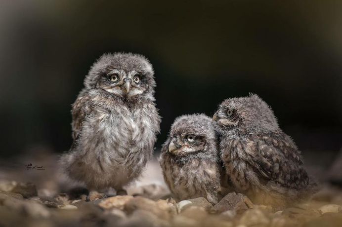 #owlsofinstagram: Adorable Owl Pictures by Tanja Brandt