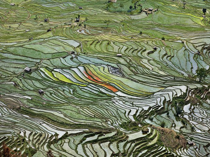 Rice Terraces #2 Western Yunnan Province, China, 2012