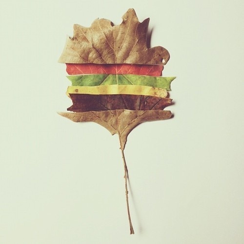 this fell off the cheeseburger tree today #autumn #fall #igers #cheeseburgertree #iphonesia