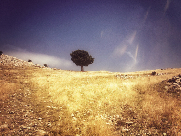 Egridir one tree hill | Flickr - David Walby #tree #egirdir #turkey #walby #photography #david #wall-b