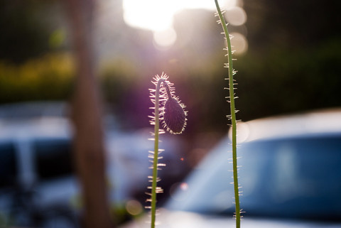 IG067 #flower #nature #bud