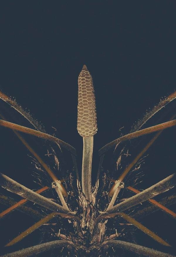 Altered Flora IV #limited #flora #edition #print #plant