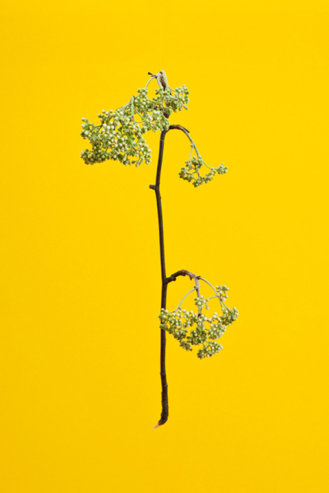 Blossom by Raw Color | PICDIT #photo #yellow #color #photography #colour #plant