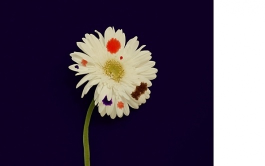 ¥ª₰ ¥∀₰ §฿₣∑₦₭$ #installation #nature #painting #art #flower #colour