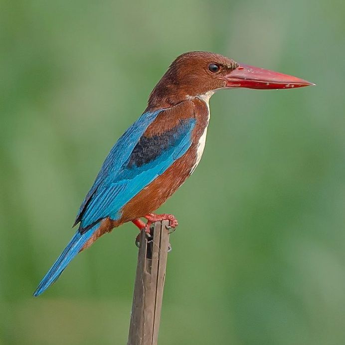 #your_best_birds: Fantastic Bird Photography by Abinash Dhal