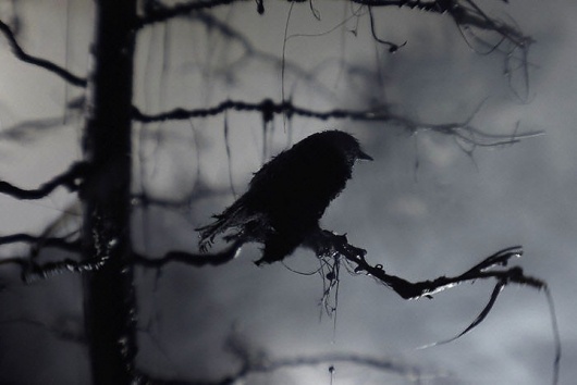 Adam_Makarenko_Raven_Watching__Edition_of_10_13990_360.jpg (721×482) #bird