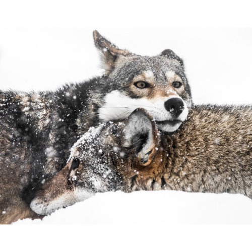 Abeselom Zerit wolves #wolf #snow #wild #wolves #wilderness #snuggle #fierce #incredible #intelegence