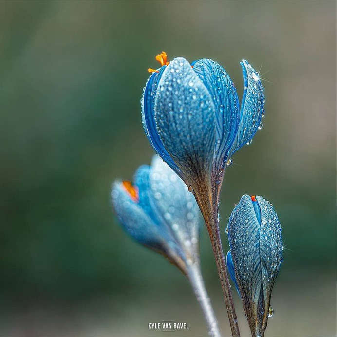 Beautiful Macro Flowers Pictures by Kyle van Bavel