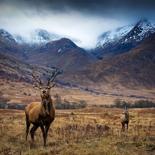 Oh, Pioneer! #deer #field #outdoors #snow #landscape #stag #mountains