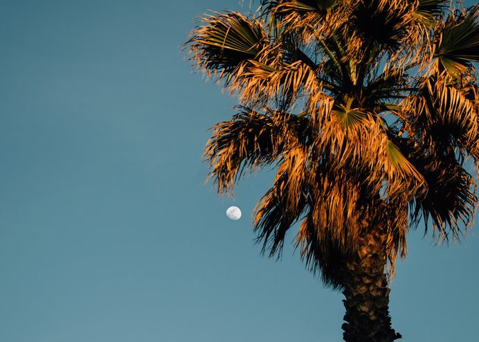Tree, palm tree, moon and sky HD photo by Jānis Skribāns (@janisskribans) on Unsplash