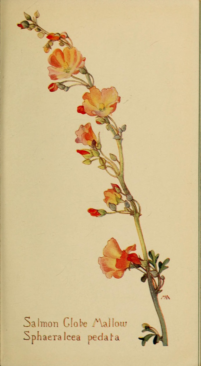 Sphaeralcea_pedata_by_Margaret_Neilson_Armstrong.jpg (1763×3200)