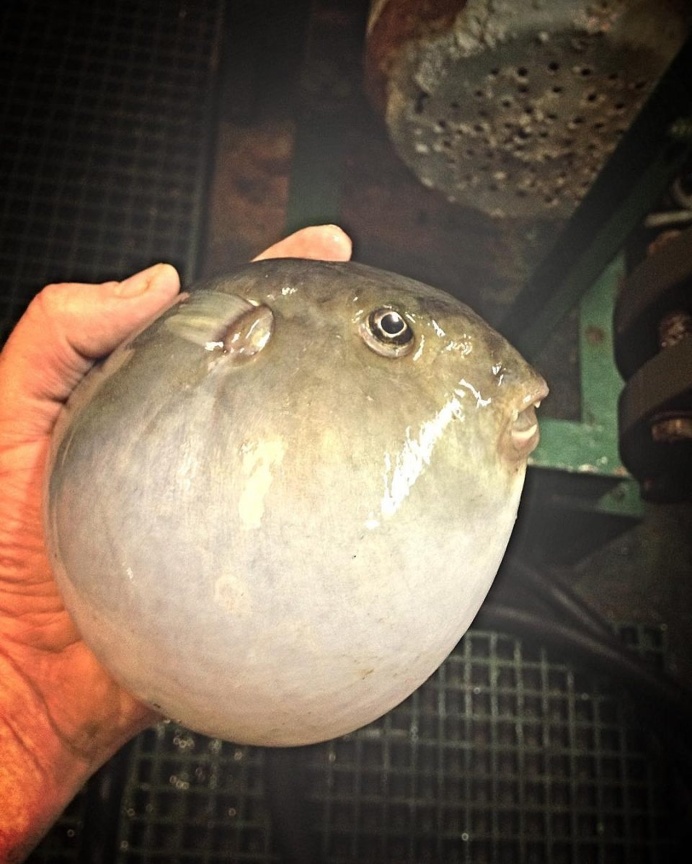 Russian Deep-Sea Fisherman Roman Fedortsov Photographs His Terrifying Catches
