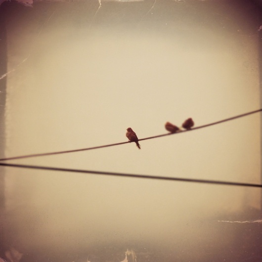 . .. » PhotoMoment » photography, galleries, forum, marketplace, news, community #birds