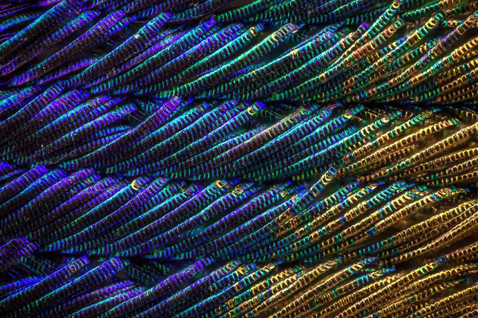 peacock feather detail photography macro beautiful colors design inspiration www.mindsparklemag.com
