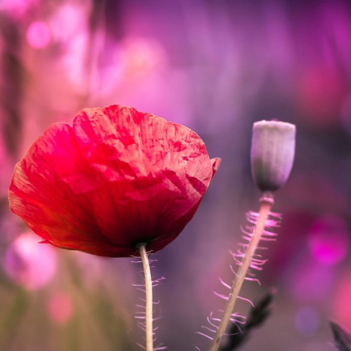 #instaflower: Beautiful Flower Photography by Marie Rich