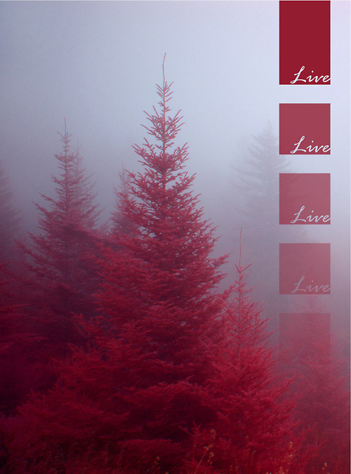 rare #live #photography #typography