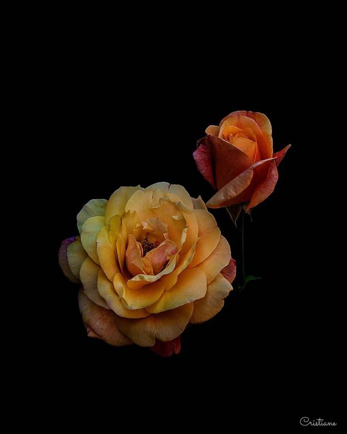 Fine Art Flower Photography by Cristiane Teston