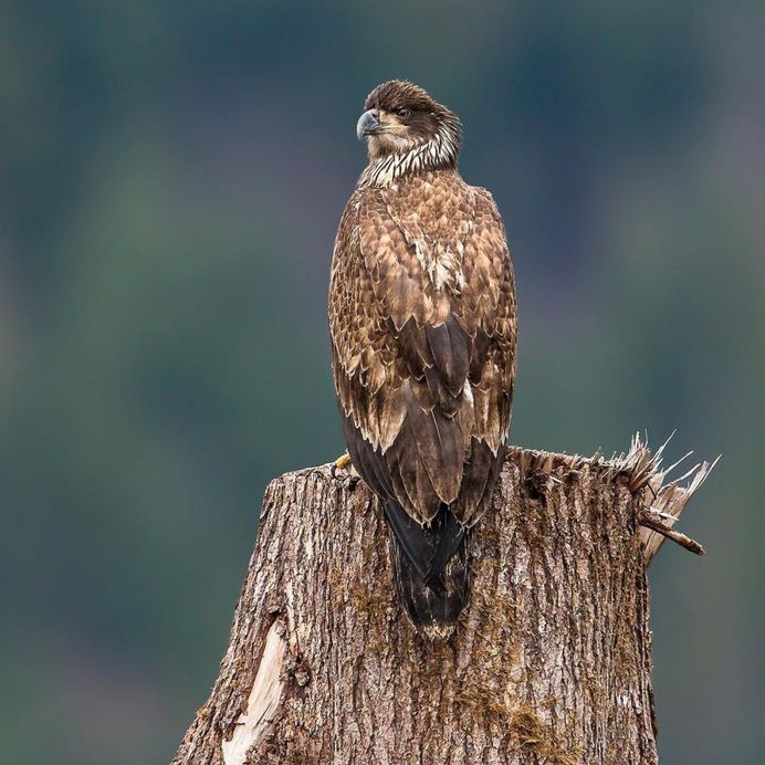 Young Bald Eagle