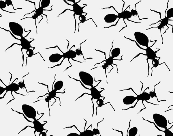 01_davidgalasse_mbextra_2009 #ants