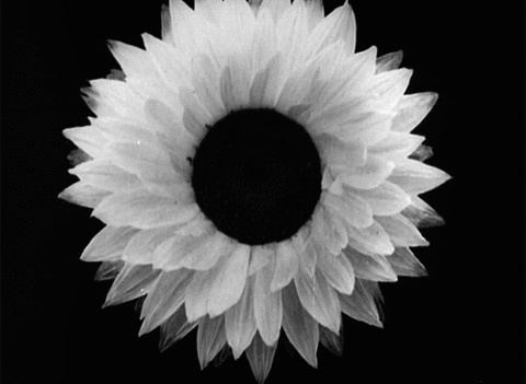 #gif #flower
