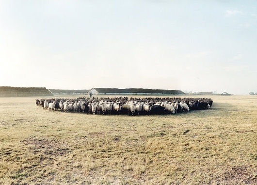 Monika Höfler - Photographer: Portfolio #sheep #photography #farm
