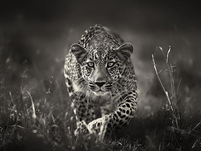 Animal Portraits by British Wildlife Photographer Lee Fisher