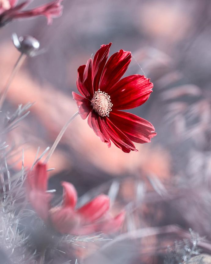 #flowerstagram: Wonderful Flower Photography by Fabien Bravin