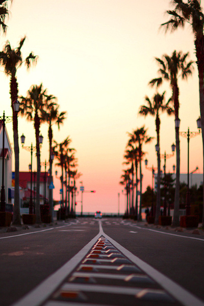 South Bay #beach #palm #road #trees #sunset #california