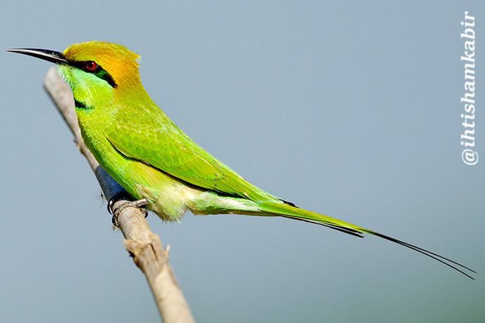 #birds_adored: Stunning Birds Photography by Ihtisham Kabir