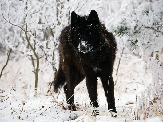 10 Incredible Melanistic (All Black) Animals #wolf #melanistic #black