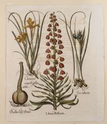 Basilius Besler, the sheet from ”Hortus Eystettensis”