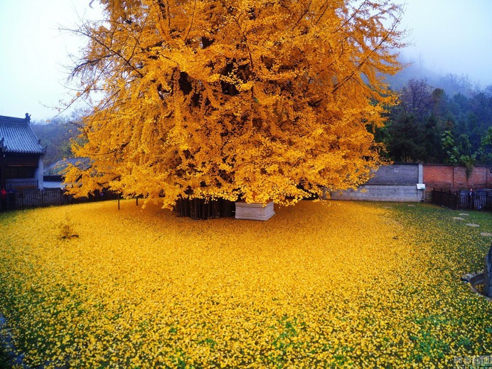 ginko-final-2