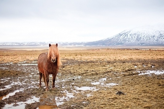 KRISATOMIC #photography #horse #iceland