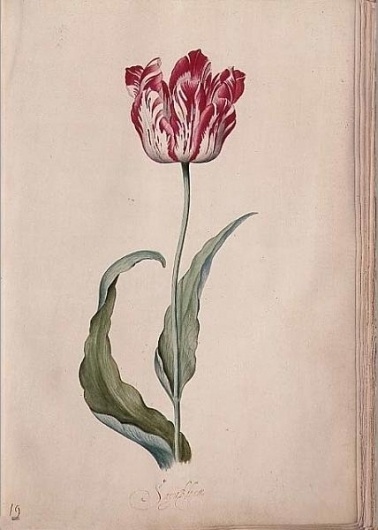 File:Judith Jansdr Leyster - Tulpenboek - 1643.JPG - Wikipedia, the free encyclopedia #judith #1643 #age #tulpenboek #painting #golden #dutch #leyster
